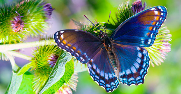 23 интересных факта о бабочках
